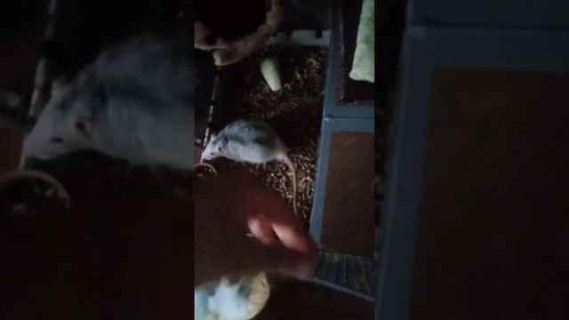 клетка для Крысы своими руками смотреть онлайн