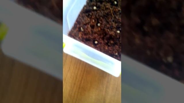 Вылупление улитки/26 июня 2017 г.