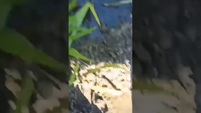 река Дёма 2022. #mvv_voblers #fishing смотреть онлайн