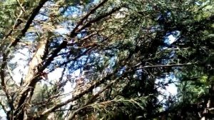 Реставрация кроны скальных можжевельников после зимних повреждений