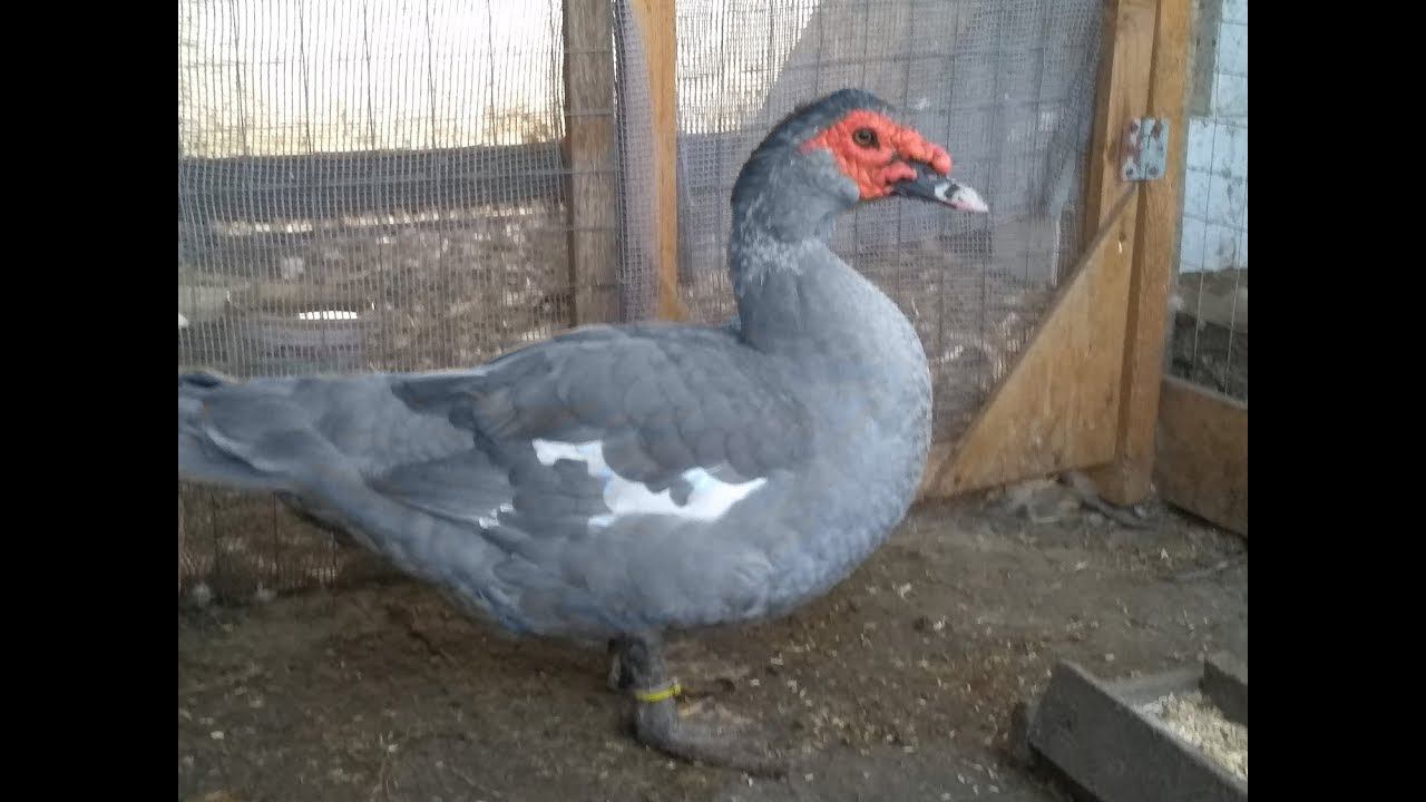 Шикарный лавандовый селезень, просто красавчик смотреть онлайн