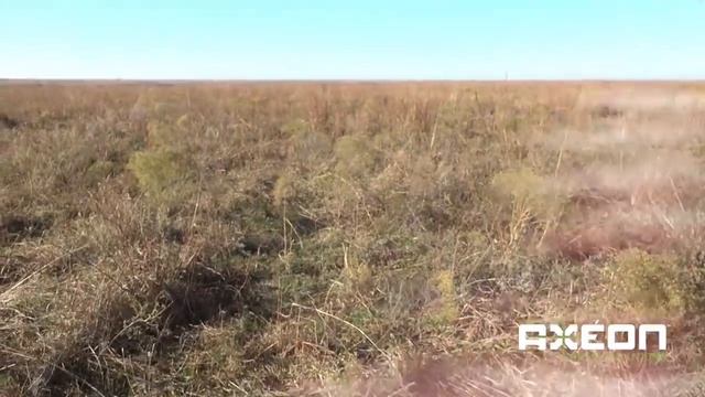 Kill em in the Cows- Coyote Hunting and Predator Calling at its Best! Tips and "how to"! смотреть онлайн