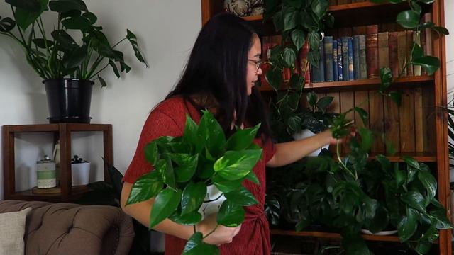 The Best, Fast Growing, Low Light, Hanging Plants (my top favourites) смотреть онлайн