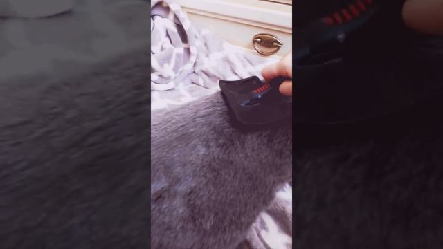 Цкак расчёсывать кота смотреть онлайн
