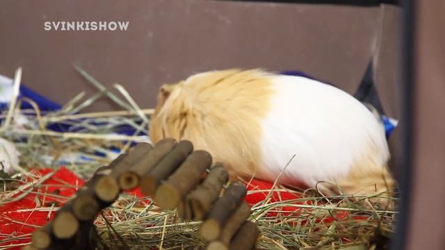 ЁЛКИ и МОРСКИЕ СВИНКИ / ТОЛИКУ очень повезло / SvinkiShow смотреть онлайн