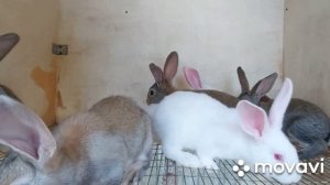 Кролики породы Белые Великаны.  В каком возрасте отсаживать крольчат от крольчихи.  Прошу совета.