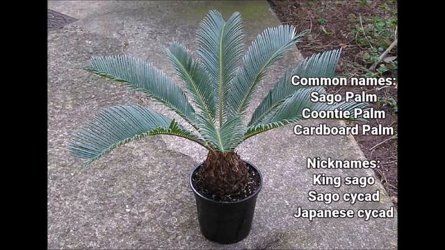10 Common Poisonous Plants for Cats смотреть онлайн
