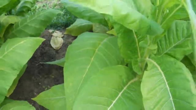 Про Burley 5 и что за Virginia