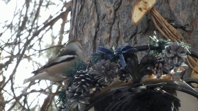 Дубонос в птичьем мире\Dubonos in the bird world смотреть онлайн