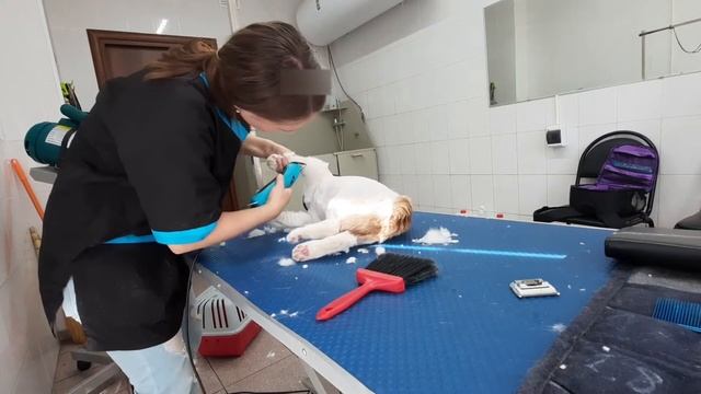 Стрижка кота Дракон смотреть онлайн