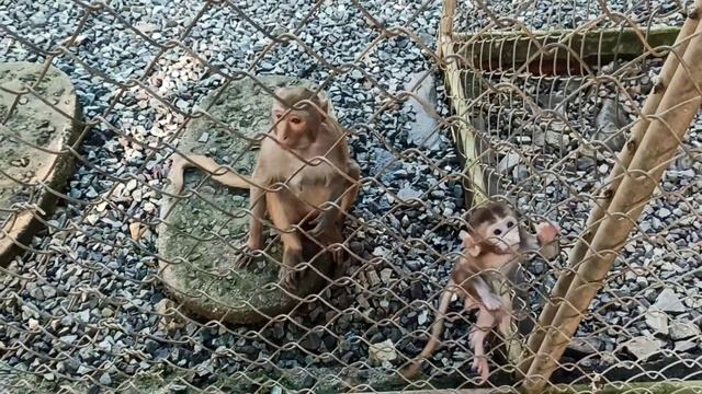 Вьетнам. Макак-резус смотреть онлайн
