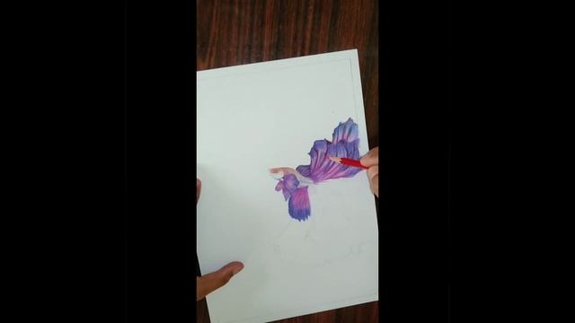 Betta Fish Sketch | Time lapse | Pencil Colours. смотреть онлайн