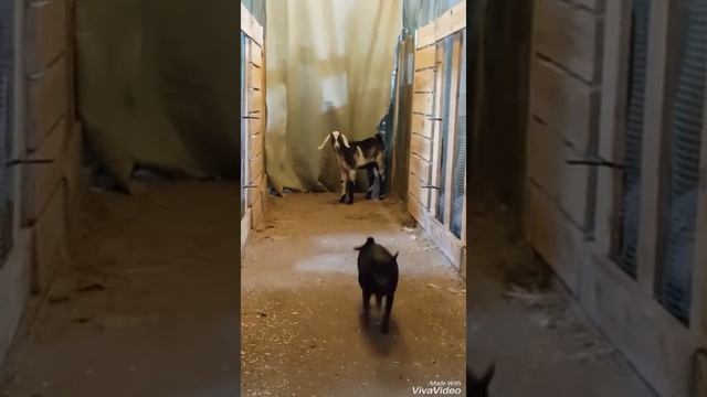 Нубийский козлик (100). Продажа смотреть онлайн