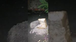 Как едят ёжики ???Ёжик Боря