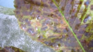 Каштан. Болезни деревьев.