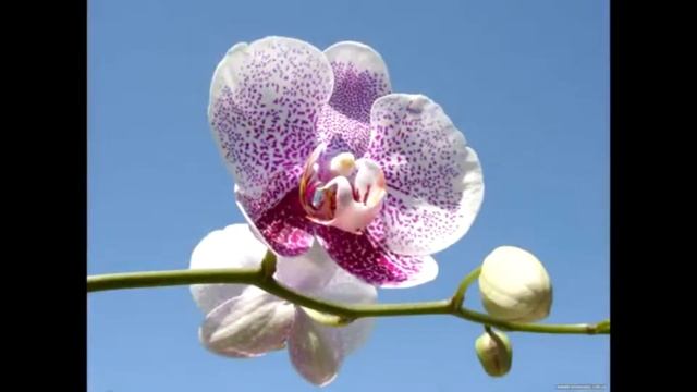 Когда тепло приходит рано. поет Таня Бурлаченко смотреть онлайн