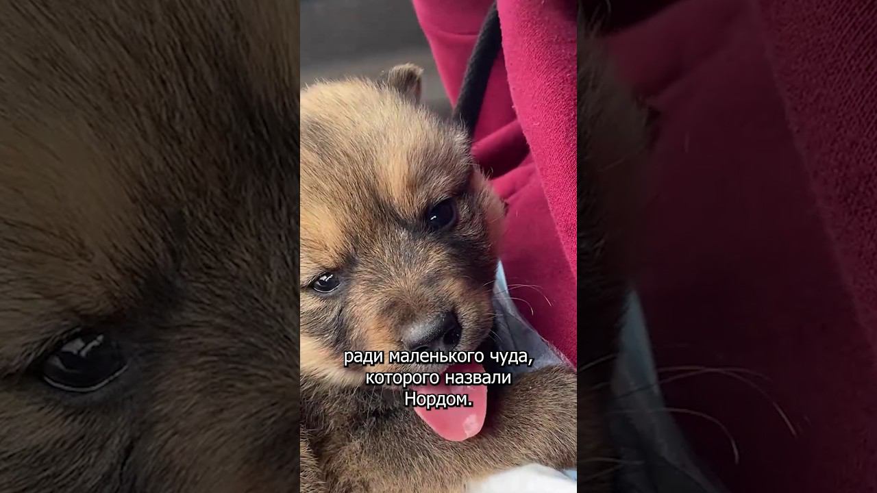 К нам приехал новый хуторянин #дом #хутор #деревня смотреть онлайн