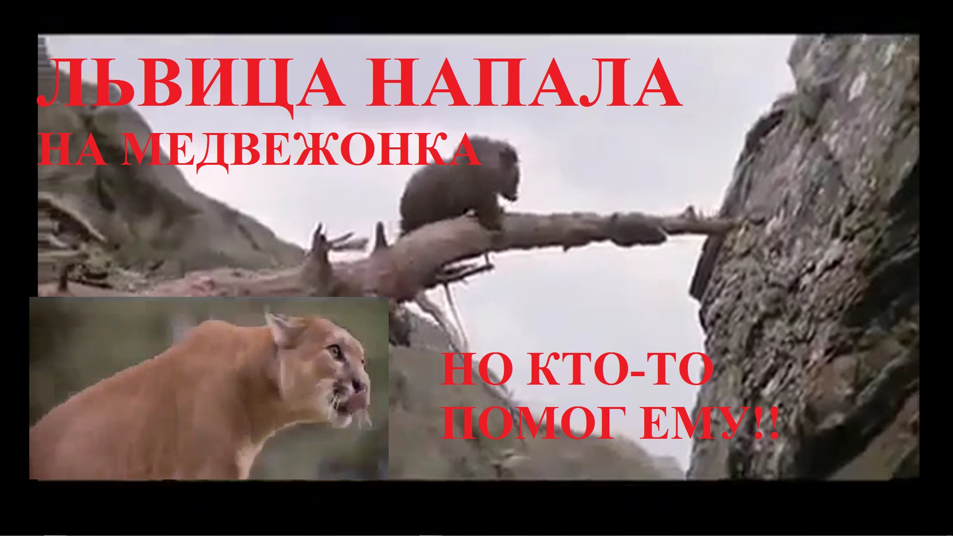 ЛЬВИЦА НАПАДАЕТ НА МЕДВЕЖОНКА Кто помог? смотреть онлайн