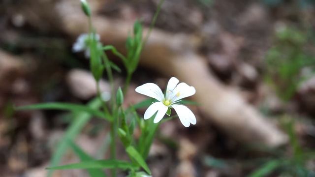 Rogownica pospolita - Cerastium holosteoides смотреть онлайн