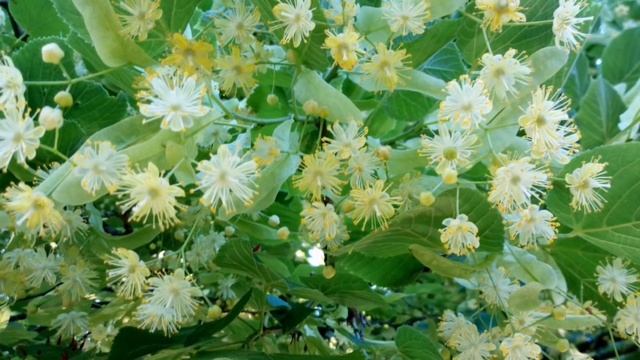 Как правильно париться в Русской бане. Польза и вред. смотреть онлайн