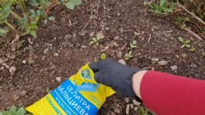 ХОТИТЕ МОЩНЫЕ ЛИАНЫ? Подкормите ТАК КЛЕМАТИСЫ ВЕСНОЙ!