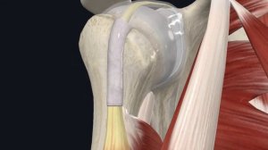 Плечевой сустав анатомия / Артрология