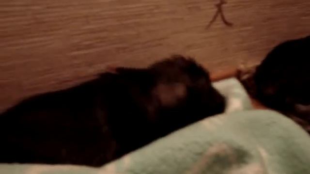 Щенки миттельшнауцера в возрасте 4-х недель. Часть2. смотреть онлайн