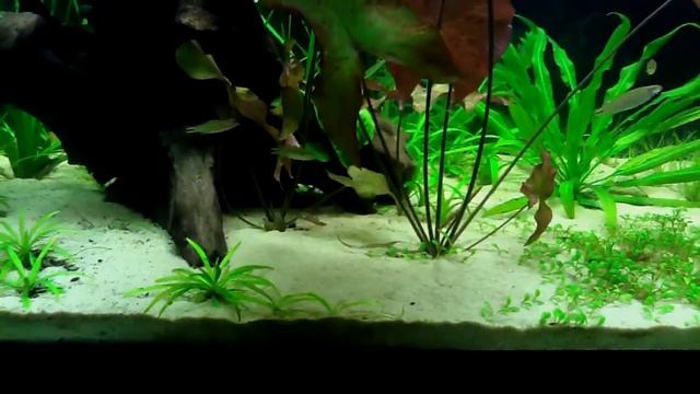 Red Tiger Lotus (Nymphaea zenkeri) Day 37 смотреть онлайн