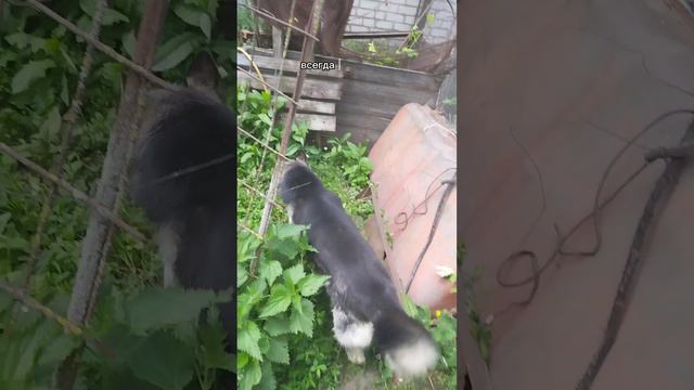 Сумасшедший собачник