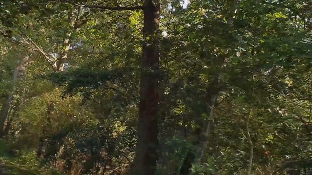 Маринованные помидоры и прогулка в лес