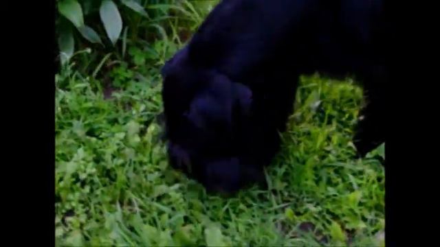 Собака ризеншнауцер ест траву смотреть онлайн