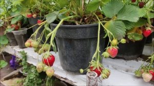 Клубника в горшках. Результат 2021.