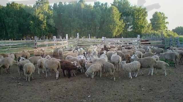 себер татарларның сөйләше смотреть онлайн