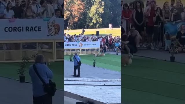 Ничего необычного - просто попытка организовать забег корги. смотреть онлайн