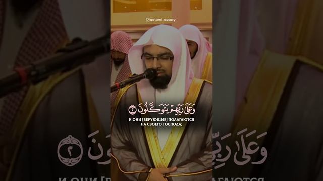 Вера которых увеличивается, когда им читают аяты... | Насир аль-Катами смотреть онлайн