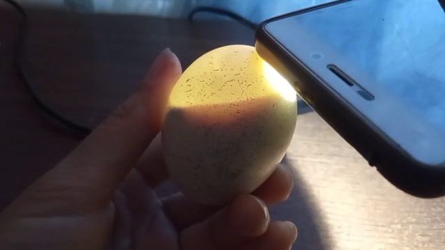 Спасаю яйца, брошенные курицей, как могу!!! Как поживают будущие утята в яйцах