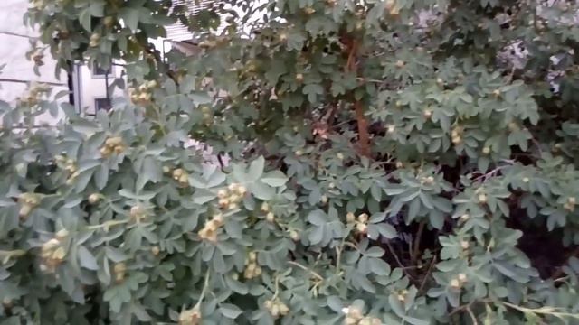 г.Атырау. красивый уголок нашего города смотреть онлайн
