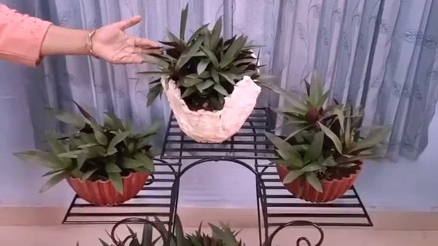 rhoeo plant(tradescantia spathacea)oyster plant смотреть онлайн
