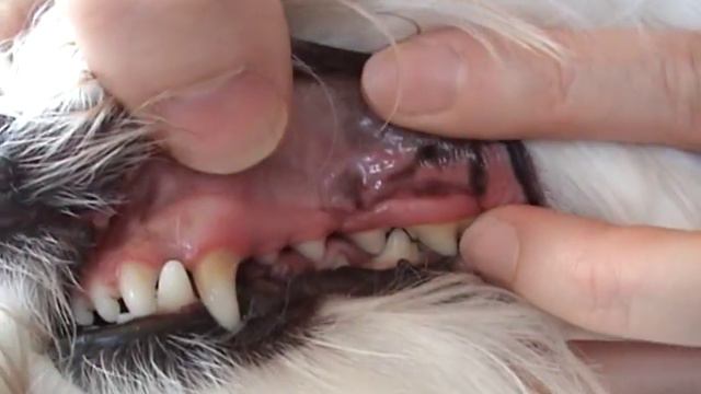 William Gets a Health Exam!! смотреть онлайн