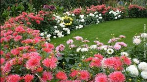 ❀ Лучшие многолетние цветы для сада и их применение в дизайне. Ч. 3. Цветы, цветущие летом и осенью