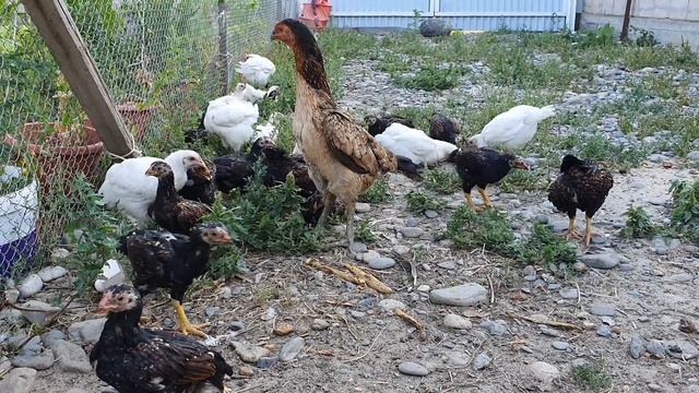 Корниш и Бресс Гальские цыплята Возраст 7 недель. смотреть онлайн