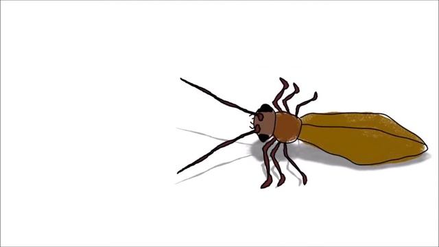 муха и таракан