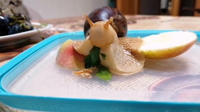 Что ест улитка ахатина: трапеза смотреть онлайн