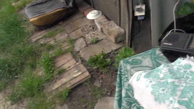 Голуби на природе.02.05.20. смотреть онлайн