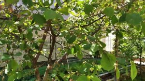 ЧЕРЕШНЯ не плодоносит. Как добиться хорошего урожая.