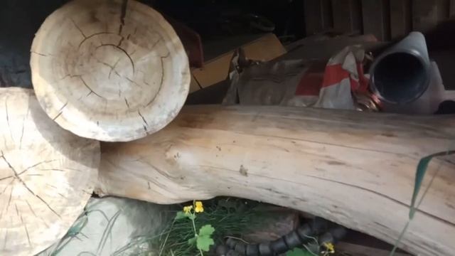 Заготовка древесины на черенки/топорища. Вяз, клен. Посадил вязы. смотреть онлайн