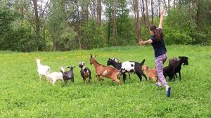 И ЧТО НА НЕЕ НАШЛО!?  ПРОДОЛЖАЕМ РАЗБИРАТЬ ДОМ. КАКИЕ ДЕЛАТЬ ПОЛЫ В САРАЙ