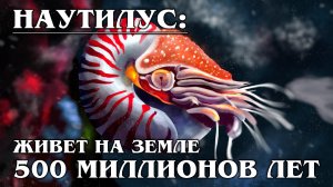 НАУТИЛУС: Фантастические чудеса регенерации древнего моллюска | Факты про морских обитателей