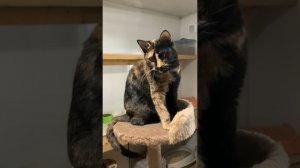 Делайте добрые дела! #приют #добро #помощь