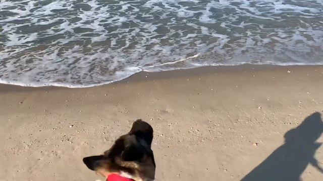 Fun moments of walking on the beach with Akita Athena смотреть онлайн